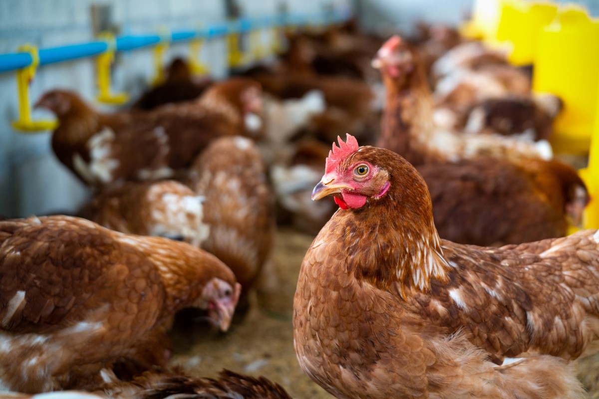 Menyeimbangkan Program Afkir Dan Peremajaan Budidaya Ayam Petelur